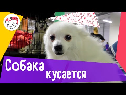 5 способов отучить взрослую собаку кусаться