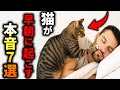 【知らないと危険】猫が朝の2時〜4時に起こす本当の理由とは？７選