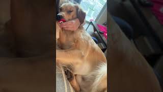 Dog Enjoys Pacifier for Soothing Comfort