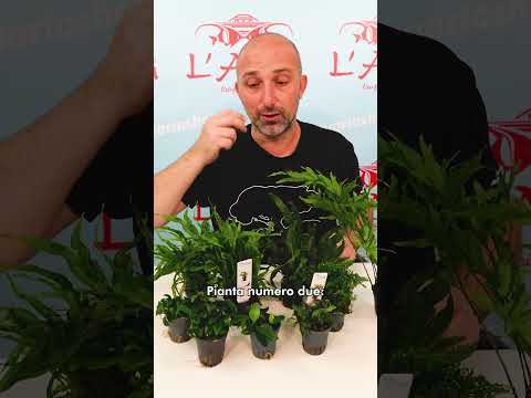PIANTE FACILI PER