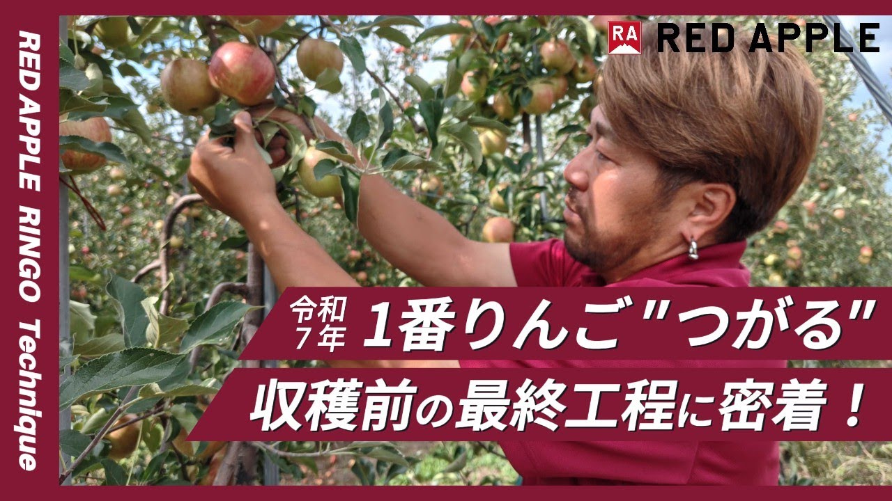 Creating a dream new variety! We're taking on the challenge of
