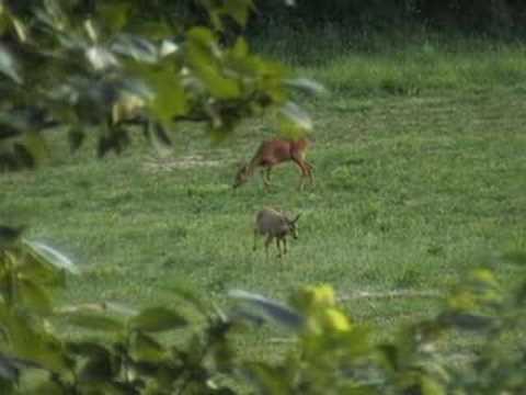 Roe Deer in France