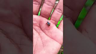 I found unique animals and cute insects, catching and observing insects so that we know that there