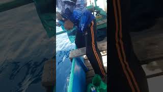 Download Lagu Moment strike ikan AJ berjamaah MP3