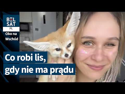 The world's smallest fox in Kiev. The life of a fennec fox during the war | EYE TO THE EAST