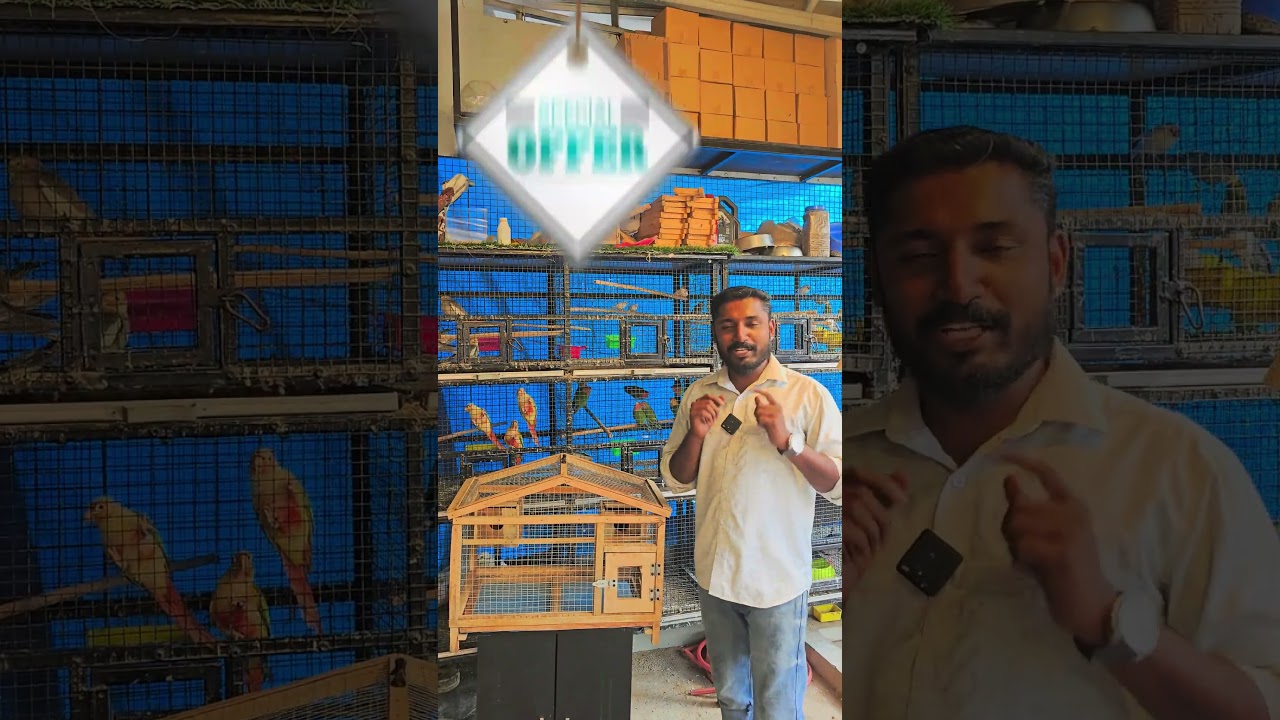 Beautiful Love Birds Cage 🐦 | Get 1 Pair FREE at Our Pet Shop