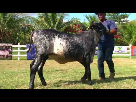 LOTE 76   FAZENDA SÃO DOMINGOS   843