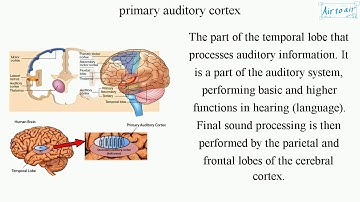 primary auditory cortex