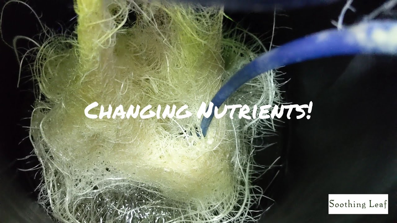 How To Grow Hydroponic Cucumbers Indoors | DWC Day 26 | Changing Nutrients!
