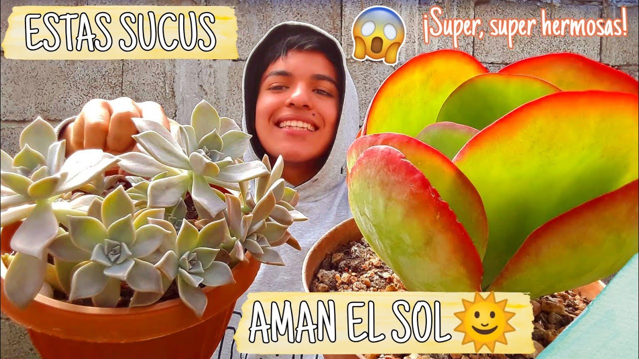 Estas SUCULENTAS aman el SOL 🌿🌞 Cattu!