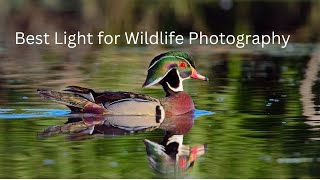 Best light for Wildlife Photography - #wildlifephotoghraphy #wildlifefilmmaker