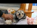 Noodle the Schnoodle's 16th Valentine's Day! 2022