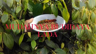 BUDIDAYA LADA DARI BIBIT SAMPAI PANEN