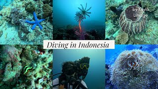 Scuba Diving in Indonesia | Kayla Limage  Wealth