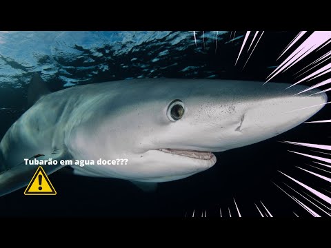 Vídeo: O tubarão pode sobreviver em água doce?