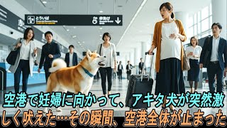 【奇跡の実話】空港で妊婦に向かって、アキタ犬が突然激しく吠えた…その瞬間、空港全体が止まった。