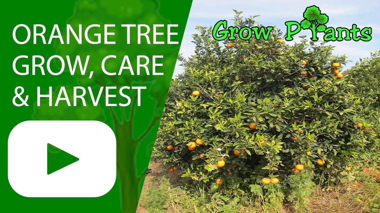 Orange tree grow, care & harvest YouTube