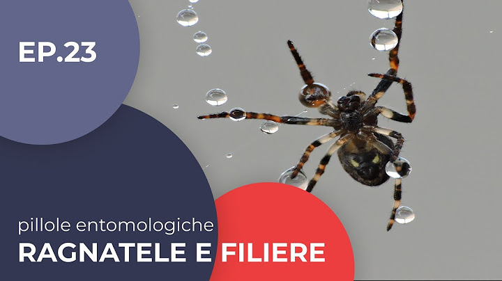 Ragnatele e filiere - Pillole entomologiche - 23 - Sottotitolato