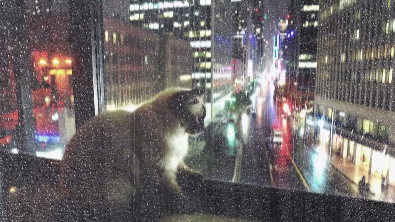 雨のアトリエ。心安らぐピアノと静かな雨音 / Relaxing Piano & Rain Sounds for Sleep & Study　作業用BGM Lofi Piano ASMR Rain