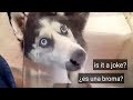 REACCIÓN de mi perro a las bromas de su dueño!! || Max the husky