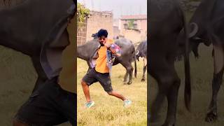 lal gudiya | bhojpuri song 2023 | kunal lancer | ankushraja shilpiraj dance shorts