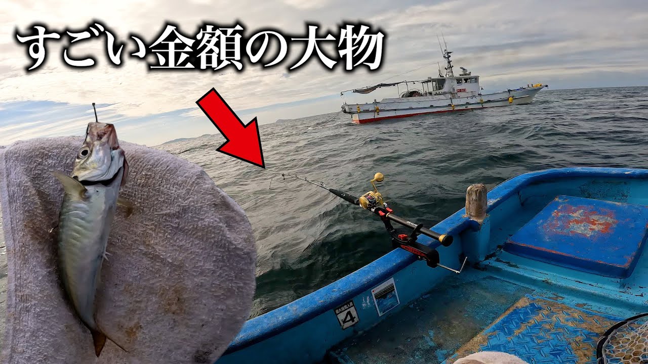 釣ったアジの泳がせで大物が釣れたので売ってみたら凄い金額に！？