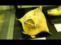 渋川マリン水族館 111015 の動画、YouTube動画。