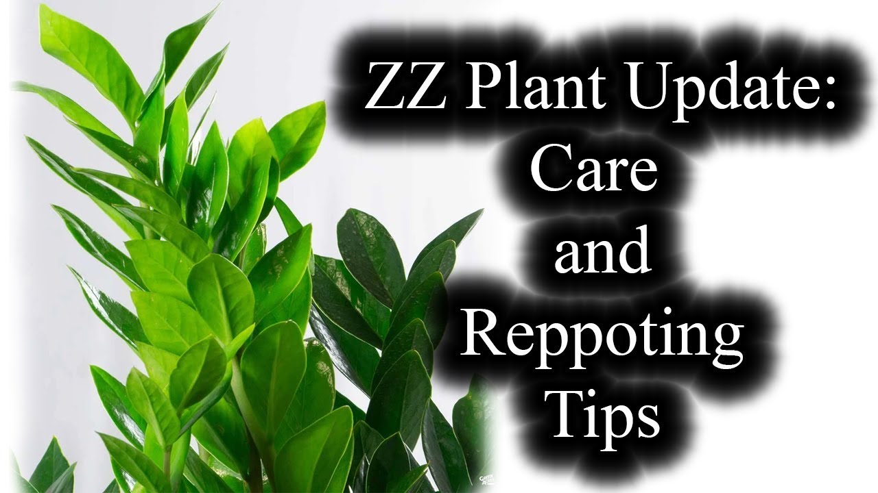 ZZ Plant Update Care and Repotting Tips. Propagation From a Leaf YouTube