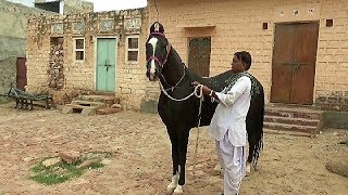 Dancer Marwari Horse For Sale : 9929484024 , राम सिंह जी , नागौर राजस्थान Dancer Marwari Horse For Sale : 9929484024 , राम सिंह जी , नागौर राजस्थान