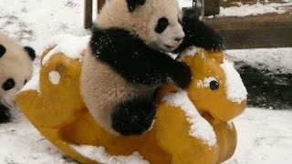 Desiigner - Panda (Picture Lyrics)
