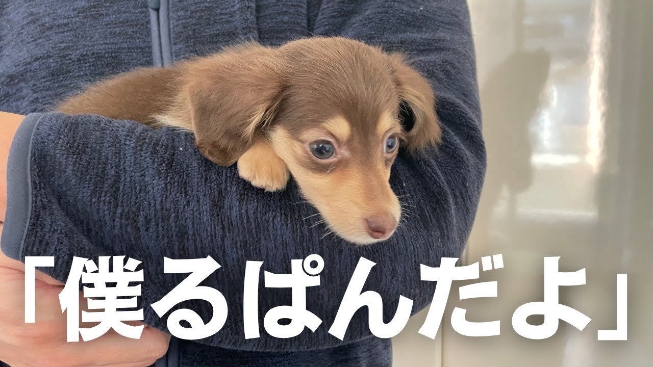 2022.10.29》【激カワ♡】生後二ヶ月のパピーが我が家にやってきた日の