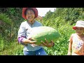 農村地裏摘西瓜，一個接一個摘好過癮，大家一起吃西瓜真開心 | Pick watermelon, one by one, we eat watermelon really happy