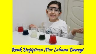 Okul Öncesi Renk Değiştiren Mor Lahana Deneyi Colour Changing Purple Cabbage Experiment