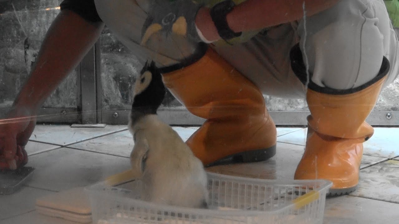 Emperor Penguin Chick 2020 