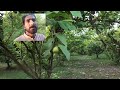 Guava Crop cultivation in Pakistan / amrood ki shakhen aur phal ku kata jata hai 