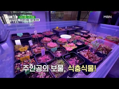 식충식물, 혹시 들어보셨나요? 지금부터 그 매력에 빠져~봅시다! MBN 210602 방송