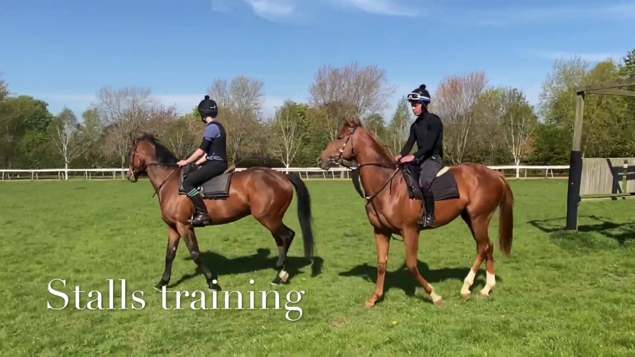 Training a young horse to stand in the starting stalls. YouTube
