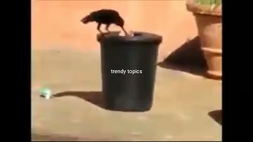 Crow collects garbage, throws it in dustbin. Watch viral video
