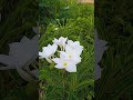 plumeria pudica plants with flowers for order what's app 8985942283 #gardening #beautiful #flowers
