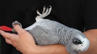 African Grey Acting Like a Baby