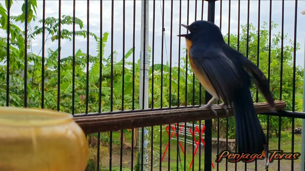 Tledekan Nyuling Santai, Cocok Buat Pancingan Pagi Hari