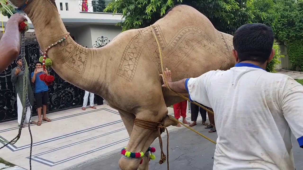 Amazing camel qurbani by ustad Rafi - YouTube