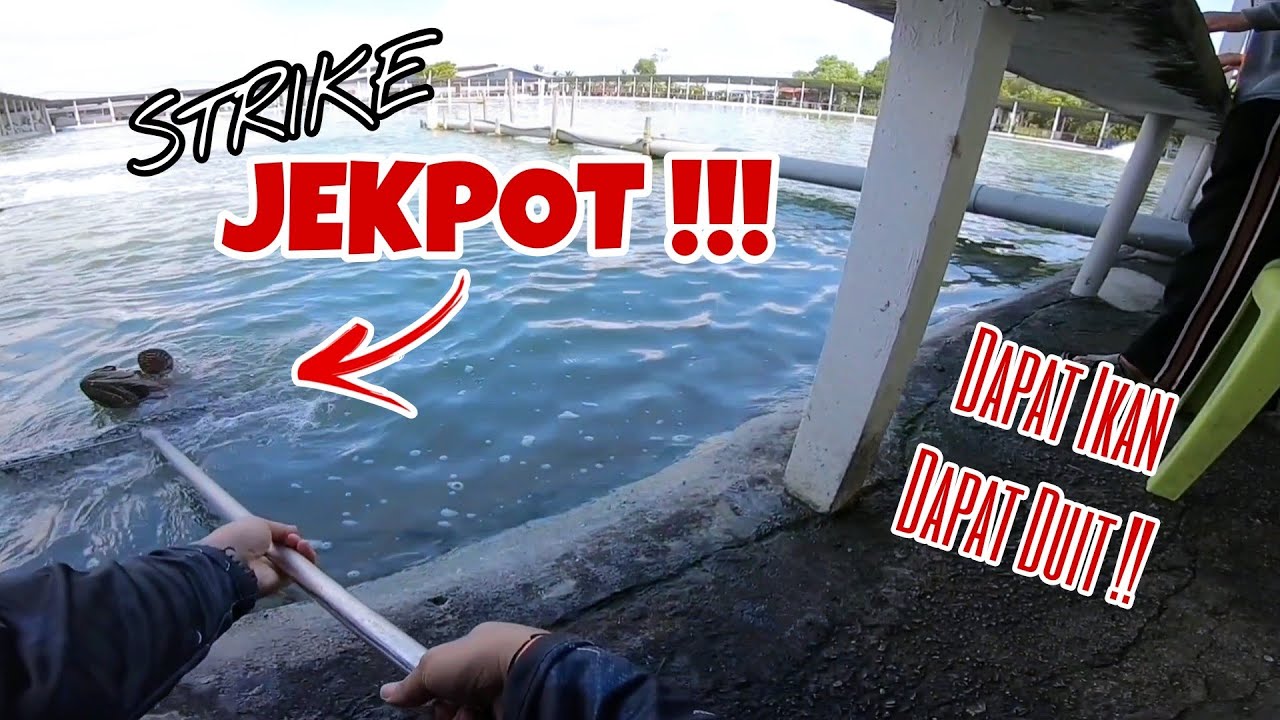 KOLAM HARGA RAHMAH UNTUK GENG² B40 || DAPAT IKAN DAPAT DUIT RAYA || KOLAM SEALION 3A.