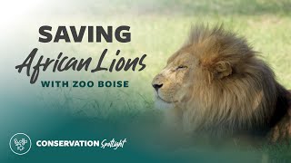 Saving African Lions With Zoo Boise