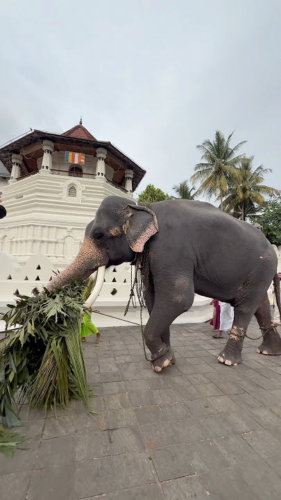 වාසනා ❤️❤️❤️