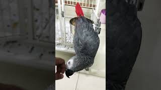 Prada The Grey Parrot