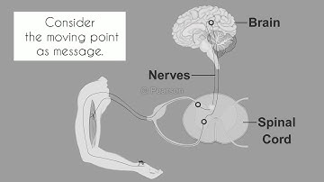 Class 5 Science Chapter 4 Nervous System Part 3