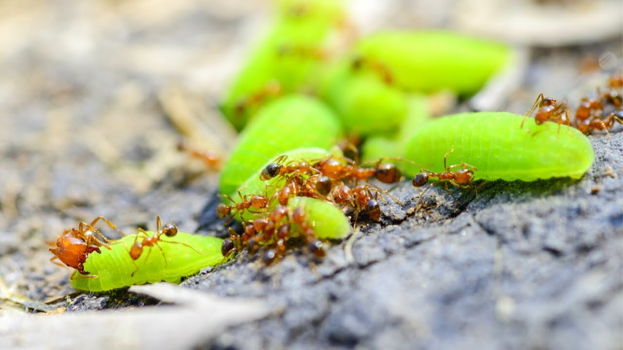 Муравьи черви. Тля и муравьи. Огненные муравьи. Мирмекохория. Огненные муравьи съели.