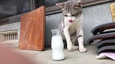 猫 おもしろ動画 牛乳を直飲みする ツワモノニャンコ現る Youtube 猫 おもしろ動画 牛乳を直飲みする ツワモノニャンコ現る Youtube