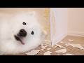 みんなが寝たあとにコソコソと壁を破壊していく生後７か月の子犬がまだまだやんちゃすぎました…